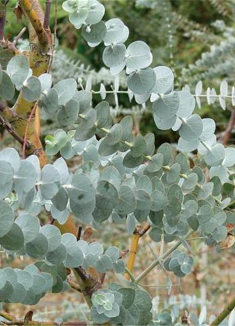 Egrow 50 Pcs/Pack Eucalyptus Seeds Silver Dollar Tree Eucalyptus Cinerea