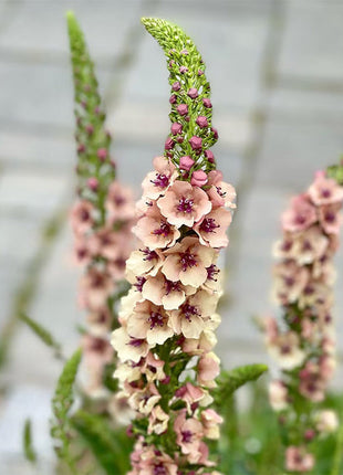 Verbascum Southern Charm Mixed