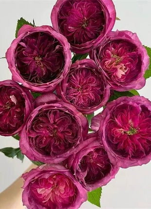 Garden of Dreams with Rare Color Varieties of Rose Seeds