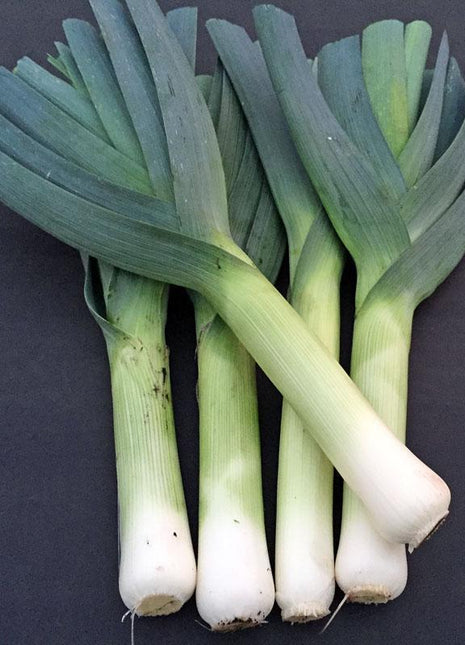 Leek Comanche F1 Organic