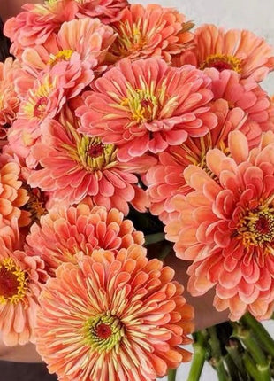 Order 50 seeds lovely Giant Salmon Rose Zinnias Seeds