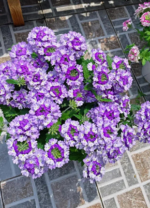 💐Garden Verbena Seeds