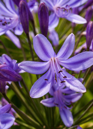 Agapanthus africanus 'Poppin Purple'