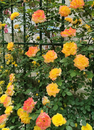 Climbing Rainbow Rose Seeds