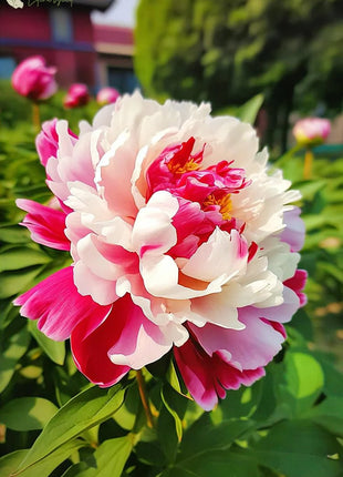 Black Beauty Peony Flower Seeds