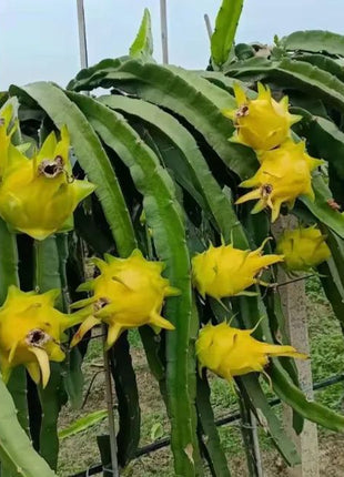 Multi-colored Dragon Fruit Seeds