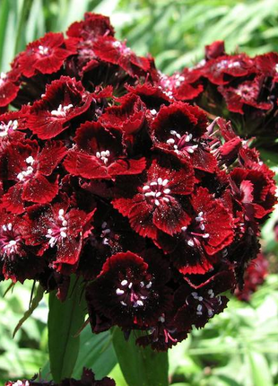 WEE Willie Dwarf SWEET WILLIAM Mixed Colors Dianthus Barbatus Flower Seeds