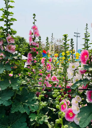 300+ Hollyhock Seeds Carnival Mix Giant Mallow Double Hollyhock Flowers Seed Perennial Outdoor Home Garden Flower