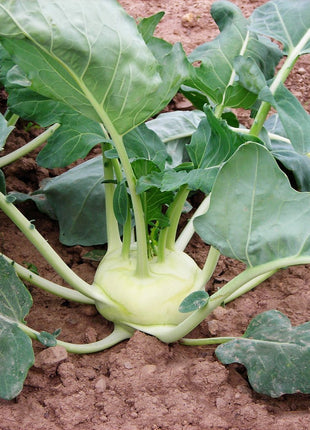 Kohlrabi Korist