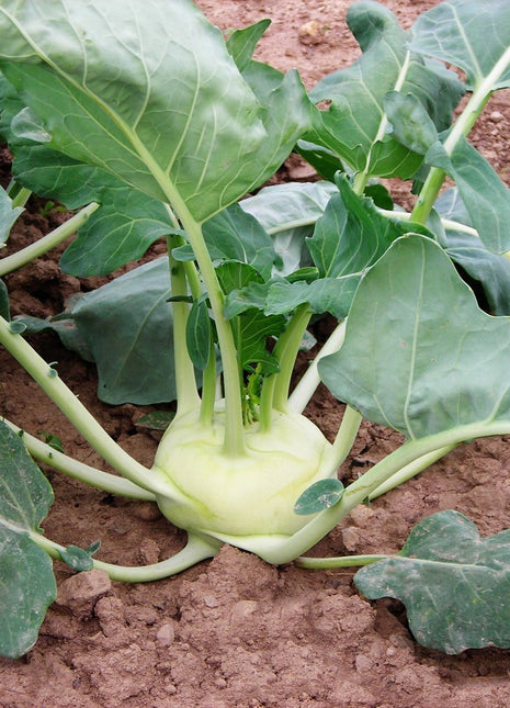Kohlrabi Korist