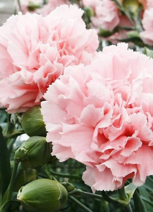 Carnation Seeds - La France