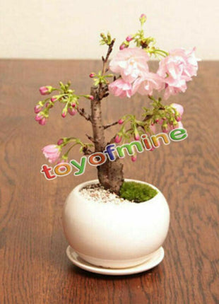 20PCS Cherry Bonsai Bonsai Tree Japanese New Blossoms Sakura seeds Flower Seeds