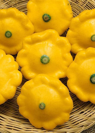 Pattypan Squash Seeds
