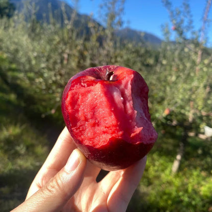 Red Flesh Apple Seeds