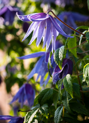 Clematis Macropetala