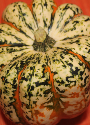 Carnival Squash Seeds