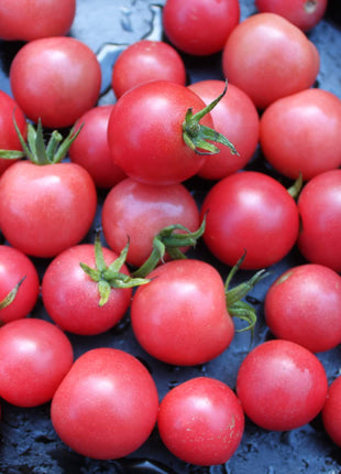 Tomato Cherry Pink Grape