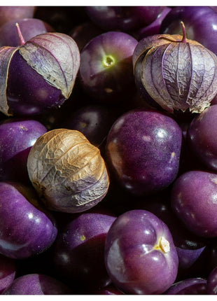 Purple Tomatillo Seeds - Non GMO