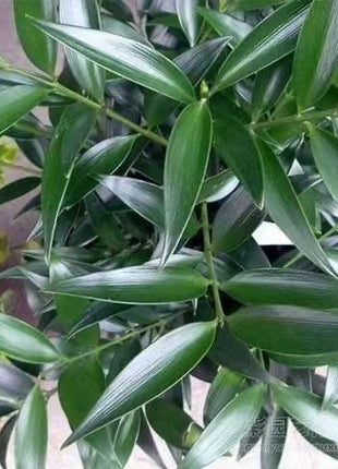 Lucky Bamboo Cypress Seeds – Indoor Live Houseplants for Home Décor, Low-Light Bamboo Plant, Feng Shui Good Luck Plant