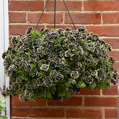 Petunia, Midnight Gold