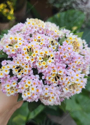 🌺Colorful Elf Lantana Seeds - Repels Mosquitoes And Flies