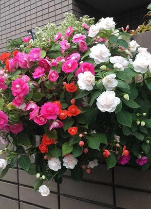 Double Impatiens Seeds - A Symphony of Petals in Nature's Garden