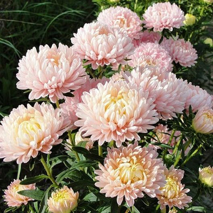 Aster Seeds (Peony Duchess) - Apricot