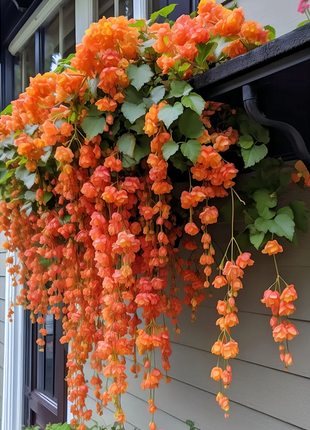 Weeping Begonia (Begonia pendula)