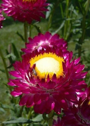 STRAWFLOWER SEEDS - PURPLE RED