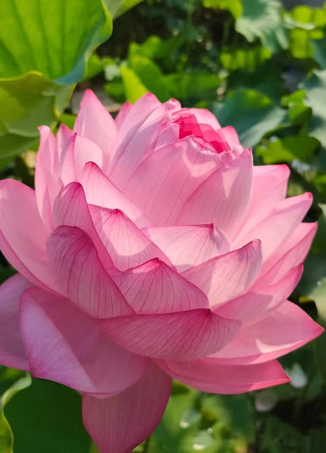 🪷Rare Thousand-petal Lotus