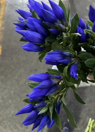 Blue Gentiana Gentiana Acaulis Seeds