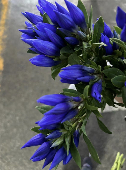 Blue Gentiana Gentiana Acaulis Seeds