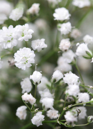 100pcs Gypsophila seeds Baby's Breath Gypsophila