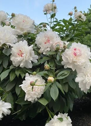 🔥LAST DAY 45% OFF🌺THE QUEEN OF FLOWERS—DOUBLE PETALED PIANI