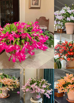 Crab Claw Orchid - The Icing On The Cake