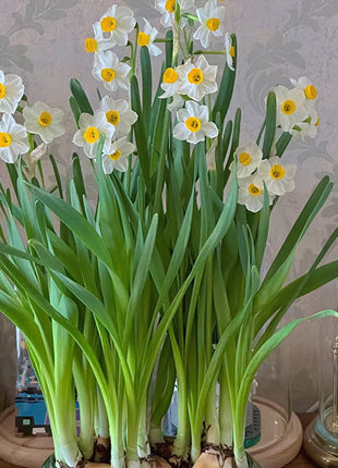 Daffodil Bulbs - All Star Mix