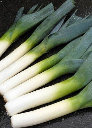 Leek Comanche F1 Organic