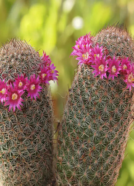 The Mammillaria Matudae Cactus Flower Plant Seeds