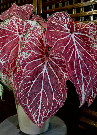 Caladium Peppermint