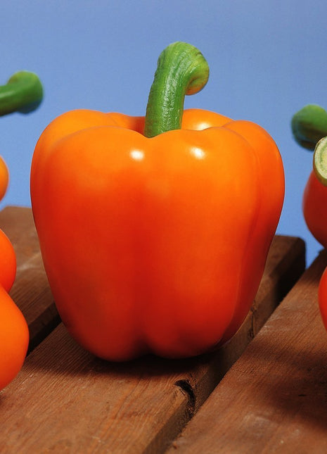 Pepper Milena F1 Organic