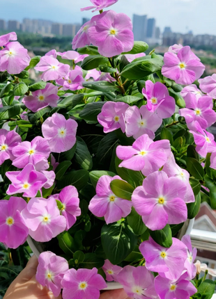 🌸Periwinkle—Blooms All Year Round