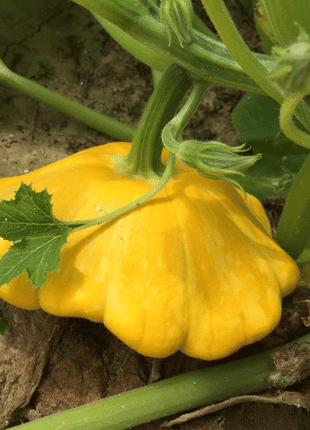 Rare and exotic pumpkin seeds