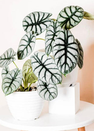 Alocasia baginda 'Silver Dragon' RARE Indoor and Outdoor Live Tropical House Plant