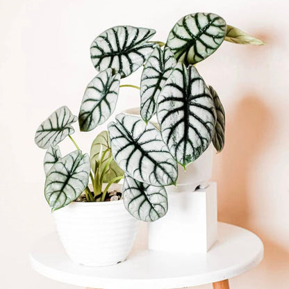 Alocasia baginda 'Silver Dragon' RARE Indoor and Outdoor Live Tropical House Plant