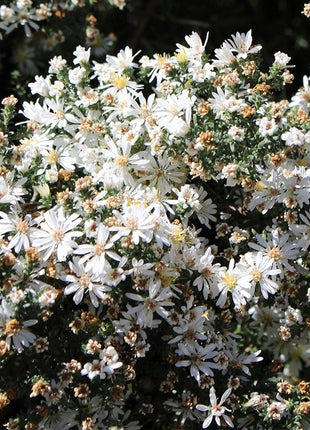 🌼 Superstar Aster Collection: Late Summer to Fall Beauty