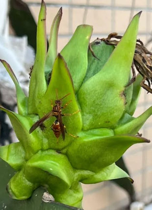 Multi-colored Dragon Fruit Seeds