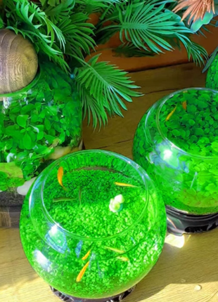 🌿Air Purifying Fish Tank Aquatic Plant Seeds