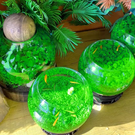 🌿Air Purifying Fish Tank Aquatic Plant Seeds