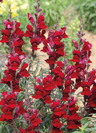 Antirrhinum Black Prince Seeds