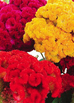 100pcs DWARF CORAL GARDEN MIX COCKSCOMB